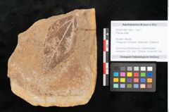 Foto (Objekt + Etikett) von Plantae indet.  (NHMW-GEO-2024-0188-11420)